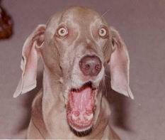 bueno bueno bueno...